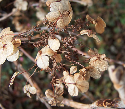 Dried 'clover'