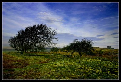 Rothley View