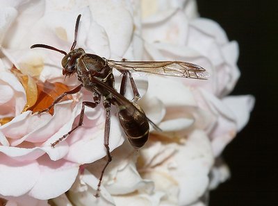 Honey-Wasp