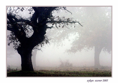 foggy day and trees...