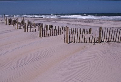 OBX sand fence II