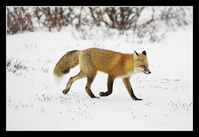 Red Fox Running in Snow