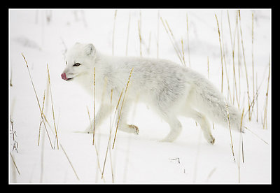 Arctic Fox Running in Snow