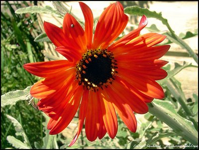 Flor de verano...