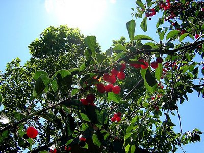 Lots o' Cherries