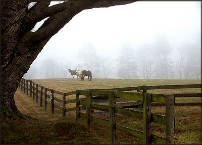 Horses in the Fog
