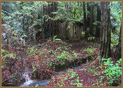  ~~ old cabin in forest ~~