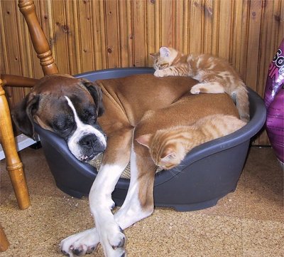 Hot Bed