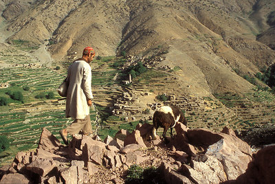 Berber Shepherd