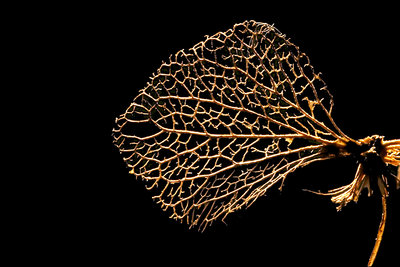 Remains of a hortensia leaf