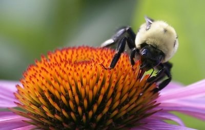 Bee on Coneflower 2