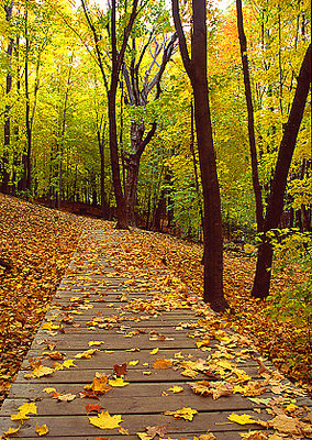 Leafy Lane