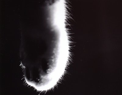 Velvet Glove - II