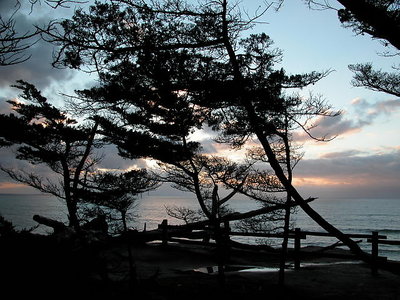 Trees at Twilight