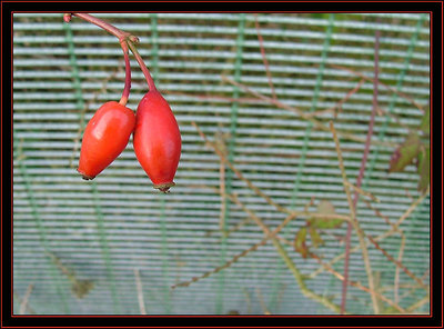 Two Reds