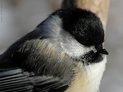 chickadee