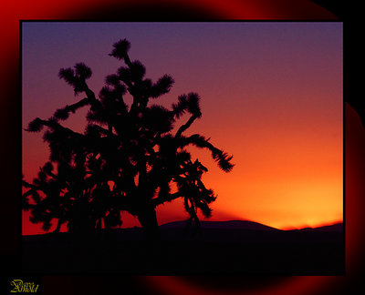 Desert Dusk