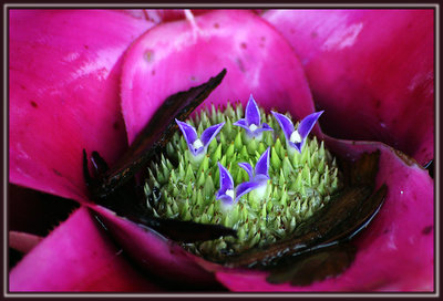 Succulent Hatchlings