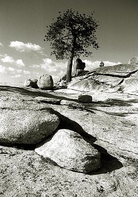Tree and Rocks