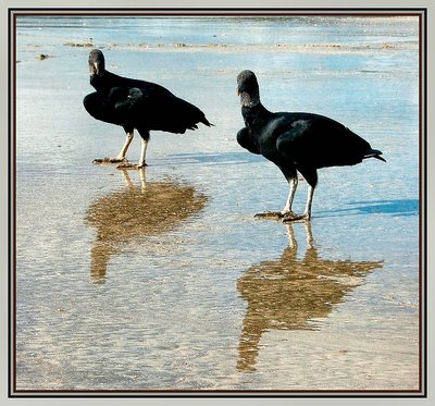 Black Vulture from Brasil