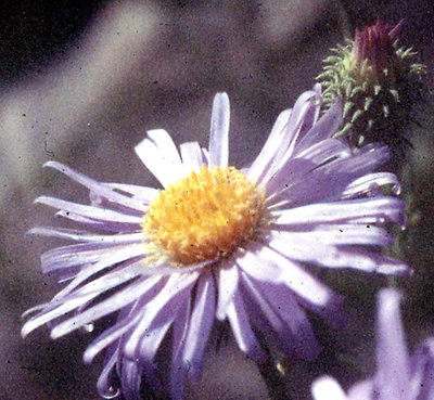 ASTER