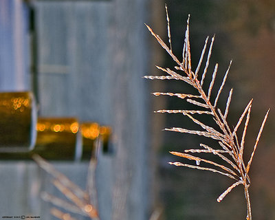 Iced Grass Abstract