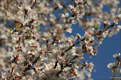 Almond tree blossom I