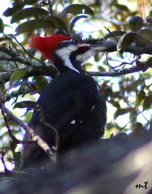 Woody Woodpecker