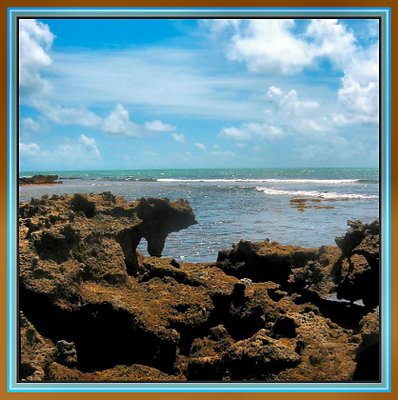 On the Reef