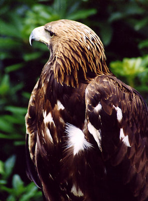 Golden eagle