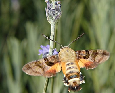 African Hummingbird Moth