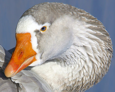 Goose glam