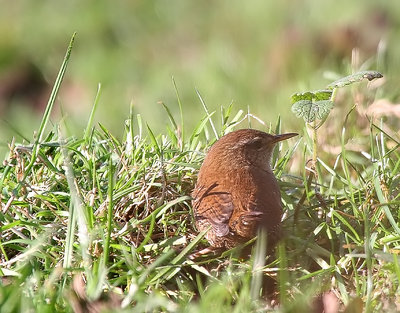 A wren (I think)? 