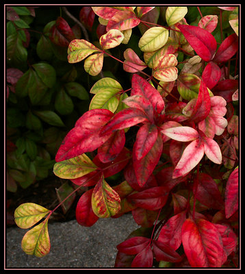 Variegated Fall Colors