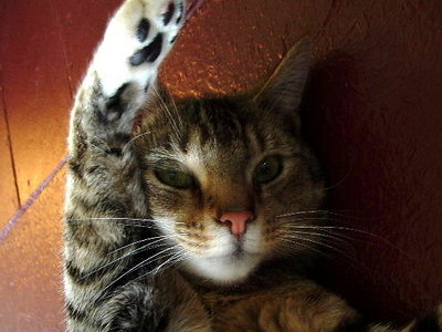 Pick Me!