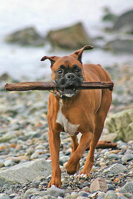 its a stick!!!