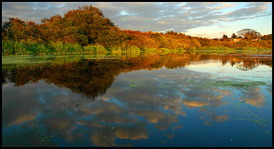 Pond Side