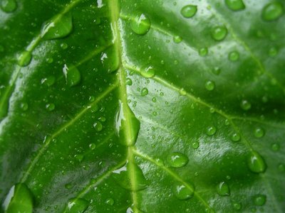 Drops