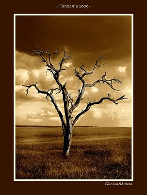 Dead tree in the Serengeti