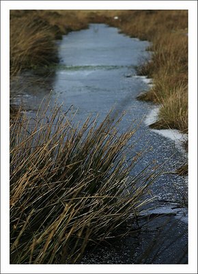 Frozen Reeds
