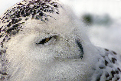 Snow-owl 