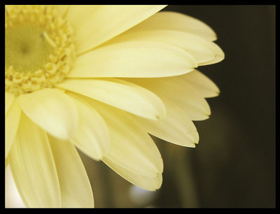 yellow daisy