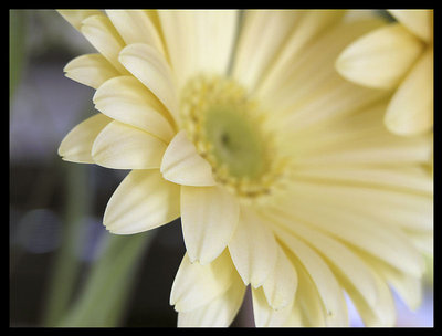 yellow daisy I