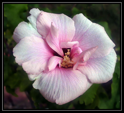 Pink & White Althea in Bright Morning Sun