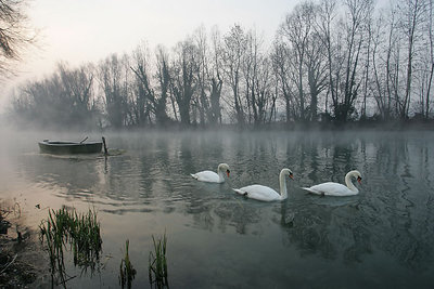 3swans