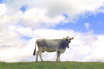 Cow on the sky