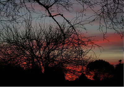 garden sunset