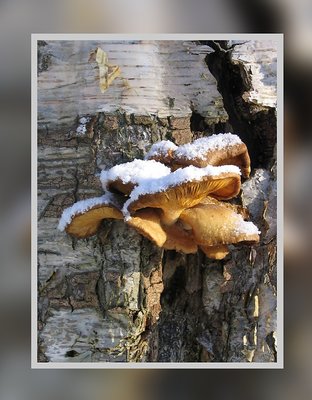 Winter Mushroom