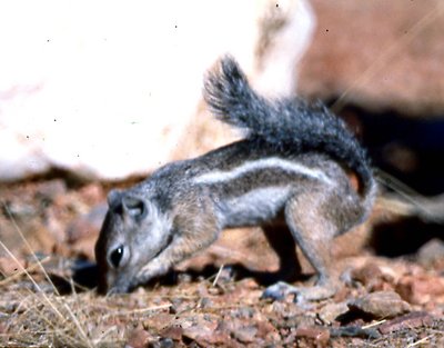 AZ. GROUND SQUIRREL