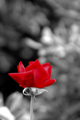 A flower to Auschwitz...